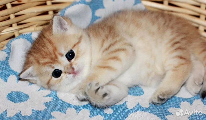Шотландские котята