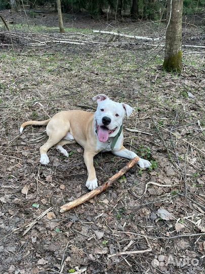 Щенки стафа