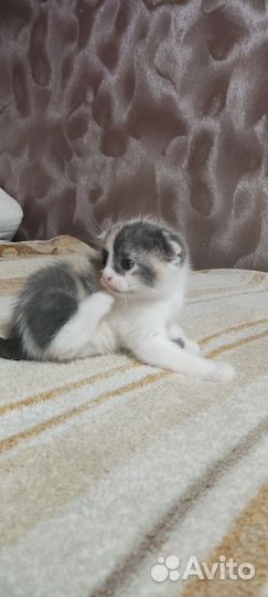 Отдам котика