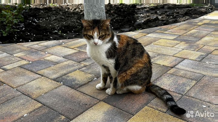 Брусчатка тротуарная плитка от завода