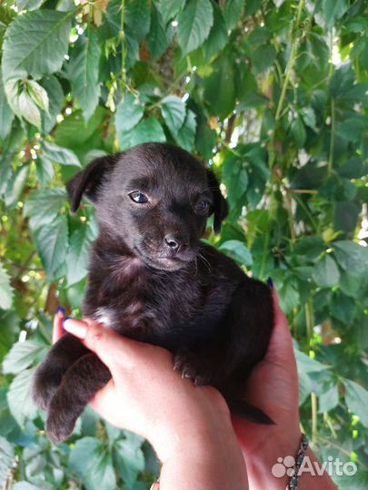 Маленькая дворняжка