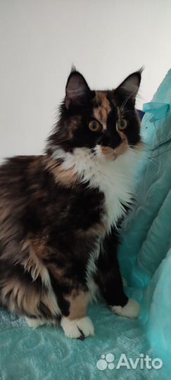 Кошки мейн-кун