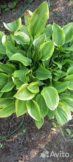 Цветы для сада