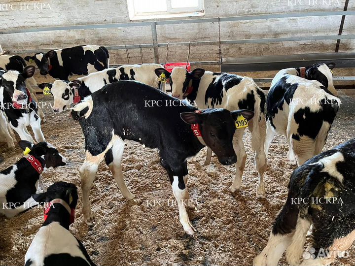 Бычки телки