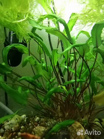 Продаю растения