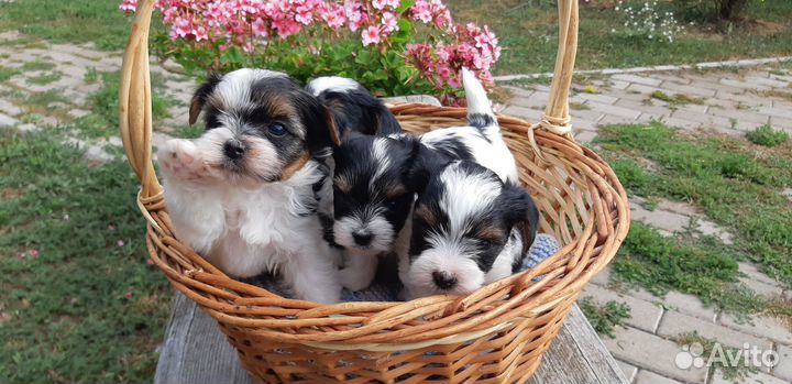 Щенки бивер йорка мини
