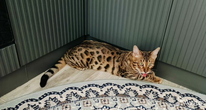 Бенгальская кошка