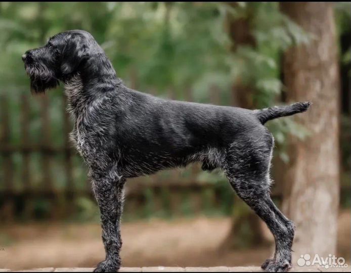 Щенки дратхаара