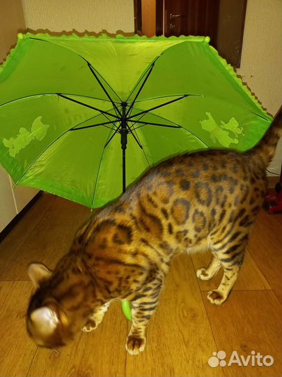Бенгальский кот вязка