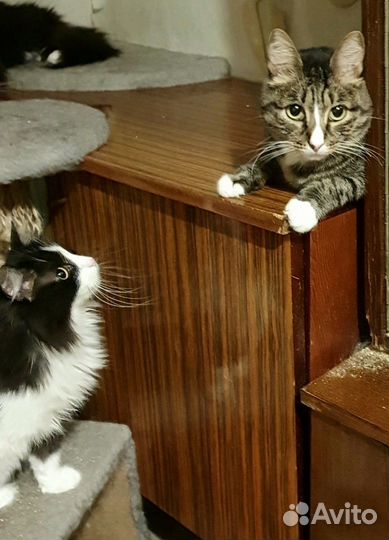 Кот в добрые руки