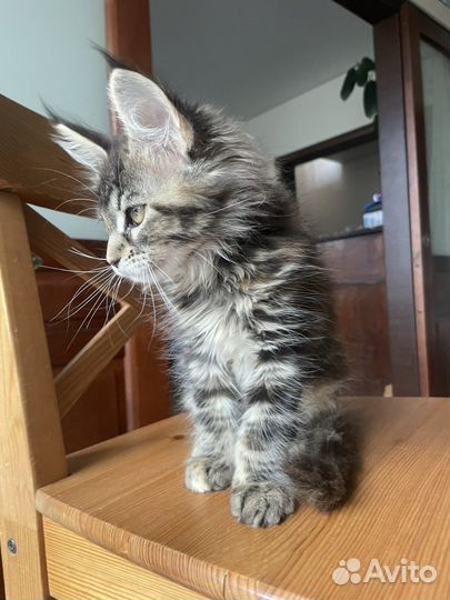 Котенок мейн-кун девочка