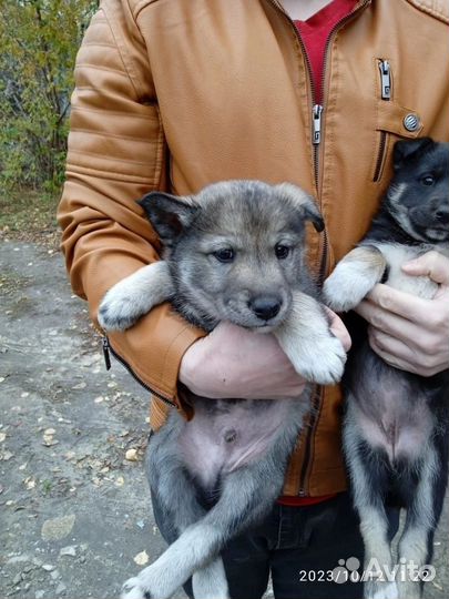 Щеночки в добрые ручки