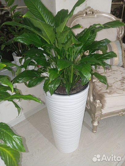 Спатифиллум