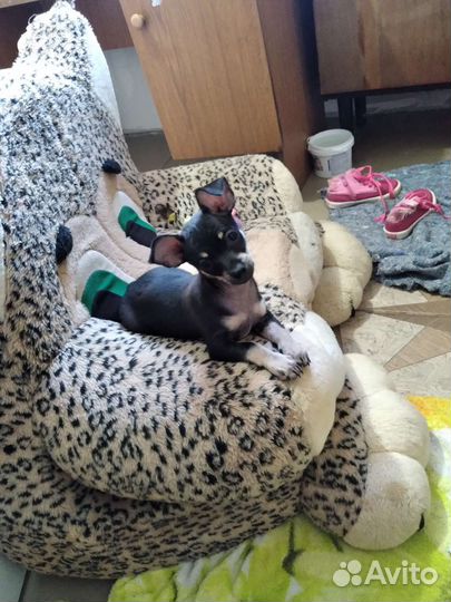 Мальчик породы той- терьер