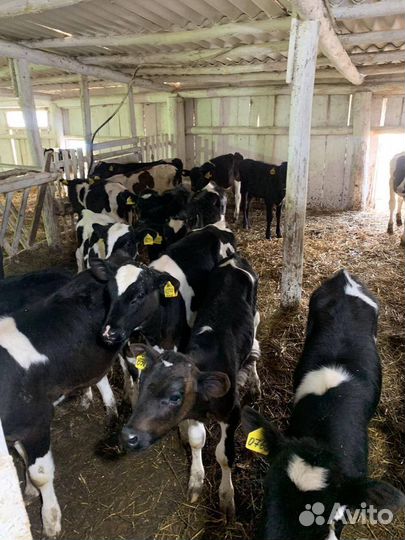 Телята и бычки