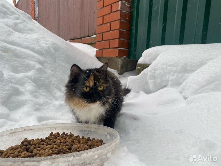Кошечка в добрые руки