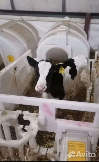 Бычки и телки