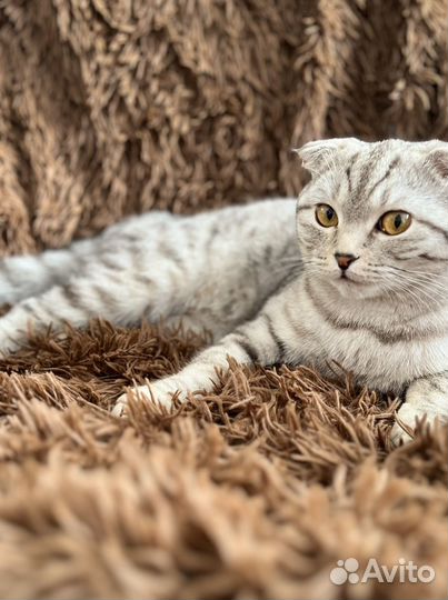 Шотландская вислоухая