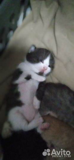 Котята бесплатно