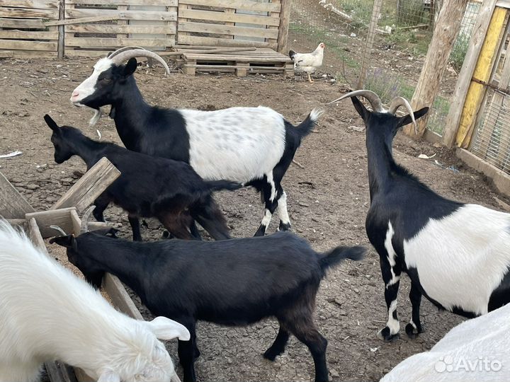 Козы дойные