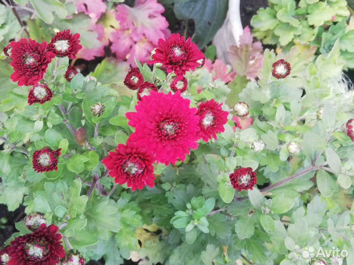 Хризантемы мультифлора, корейская в горшках