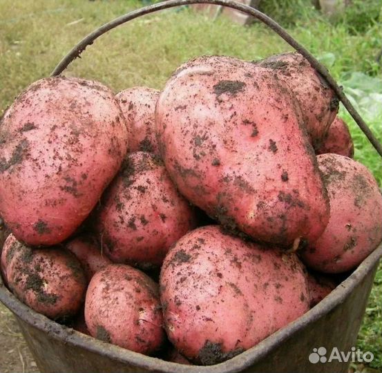 Продам картофель