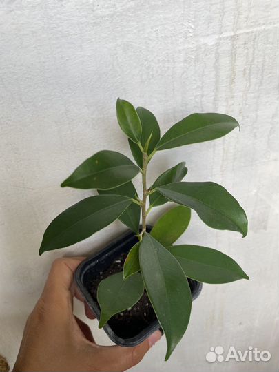 Фикус разные