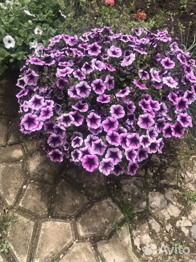 Петунья ампельная разные цвета и сорта