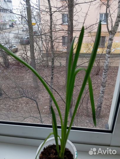 Рассада нарциссов