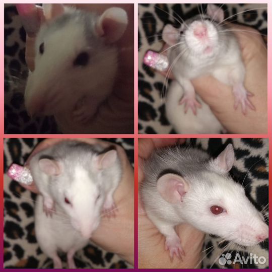 Декоративная крыса бесплатно