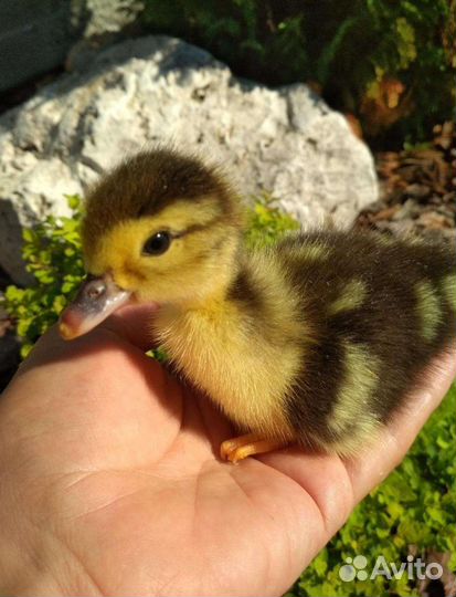 Мускусная утка птенец. Индоутята суточные. Индоутята. Индоутята мускусные. Племенные утята.