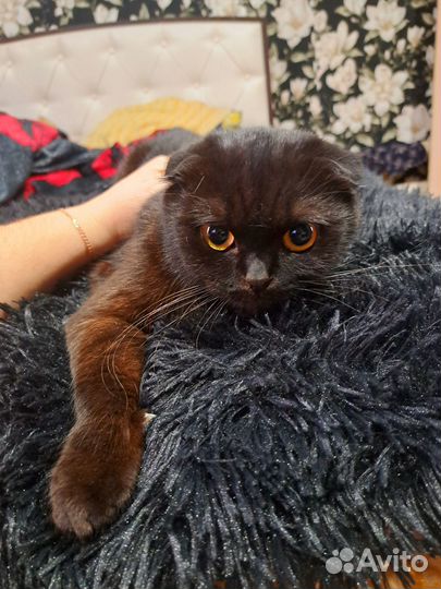 Шотландская