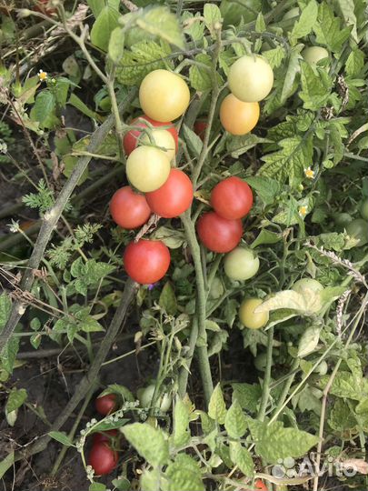 Семена томатов и перцев