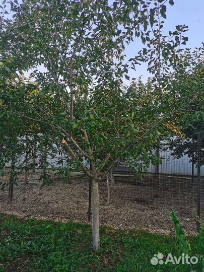 Саженцы слива