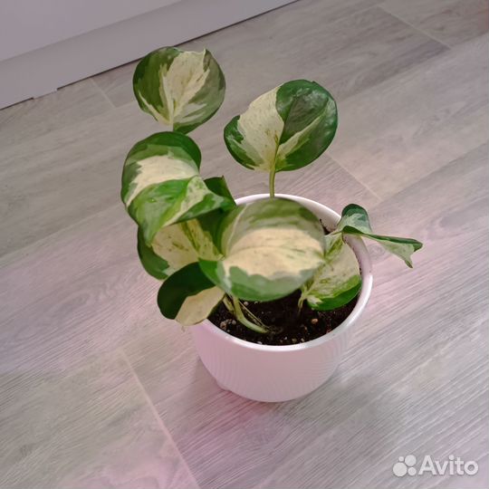 Эпипремнум хеппи лиф