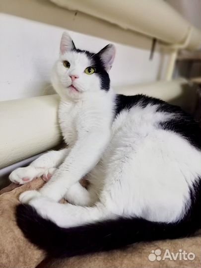 Котик Барсик