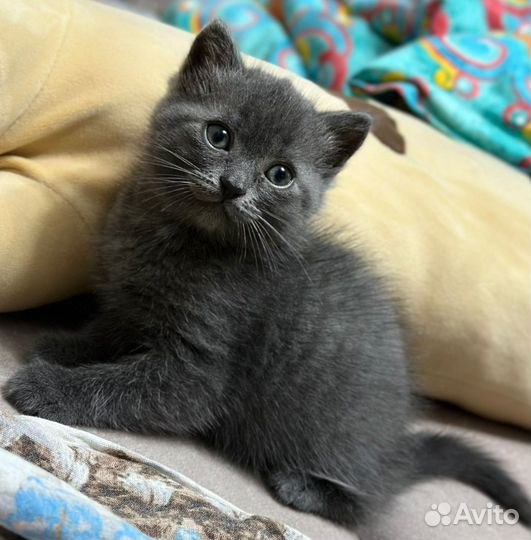 Котенок девочка а добрые руки