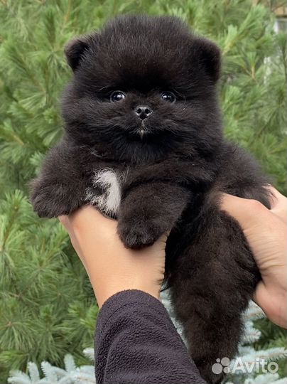 Щенки мини шпицы мишки