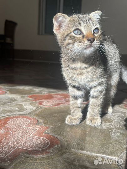 Американский керл котята
