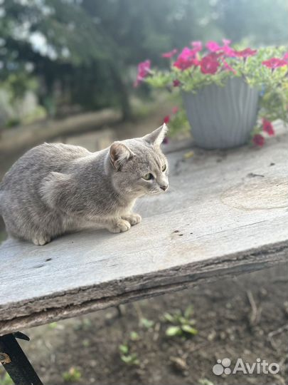 Кошка в дар бесплатно