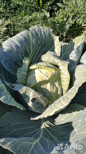 Капуста домашняя белокочанная