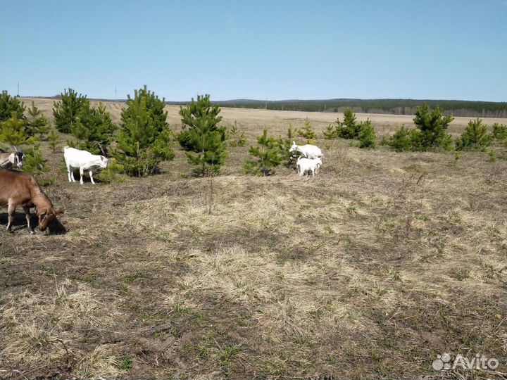 Зааненская дойные козы, нубийские козлята