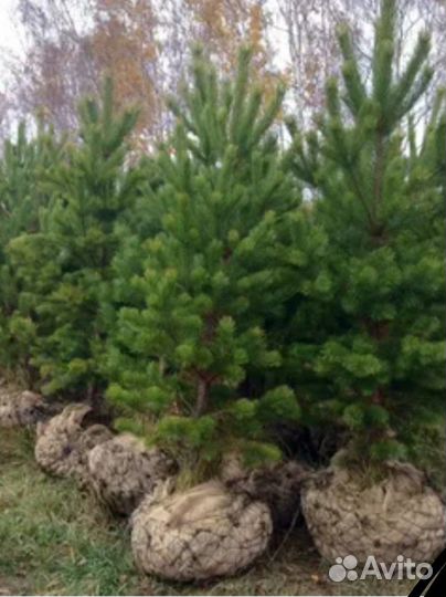 Ели сосны под ключ