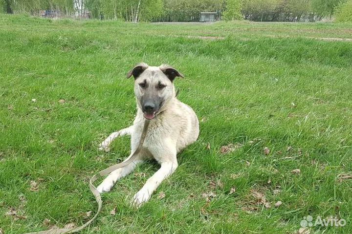 Собака в добрые руки