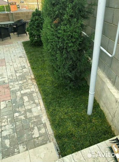 Рулонный газон 