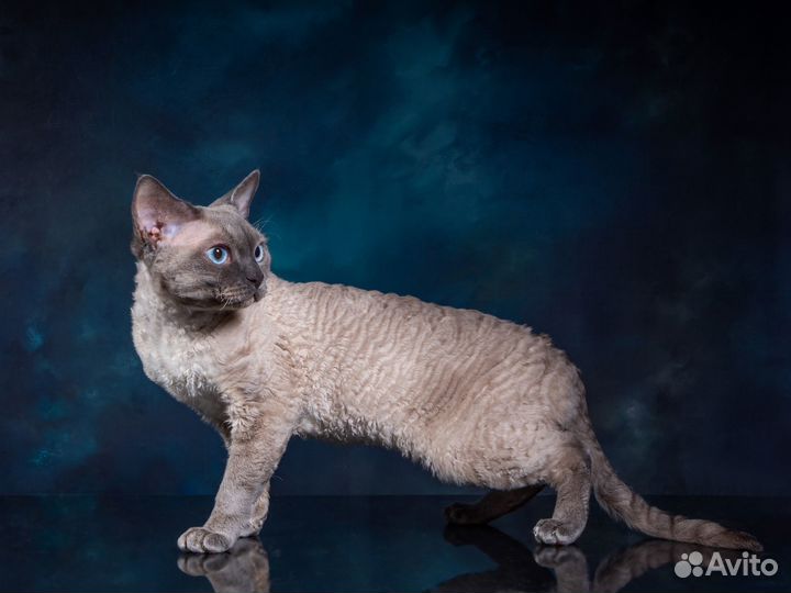 Кот Девон-рекс вязка