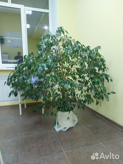 Фикус бенджамина большой