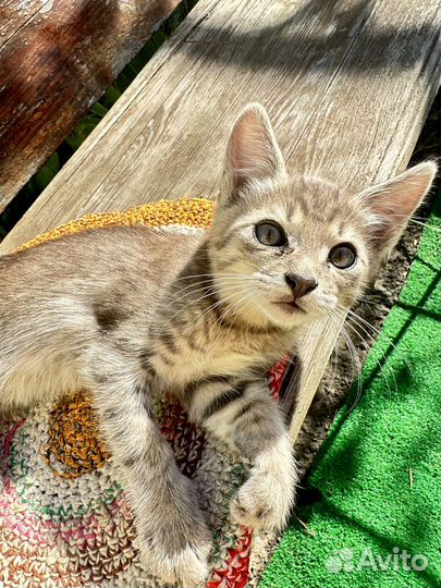Котята бесплатно