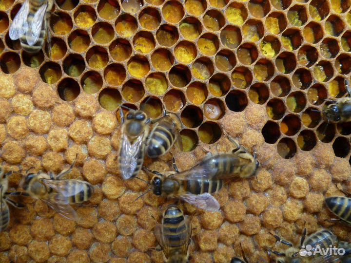 Продам пчелосемьи