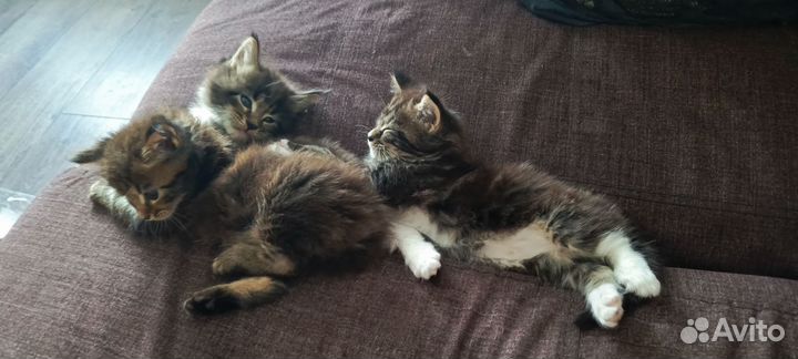 Котята мейкуны